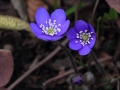 Forårstejn blå annemone