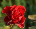 Rose i haven